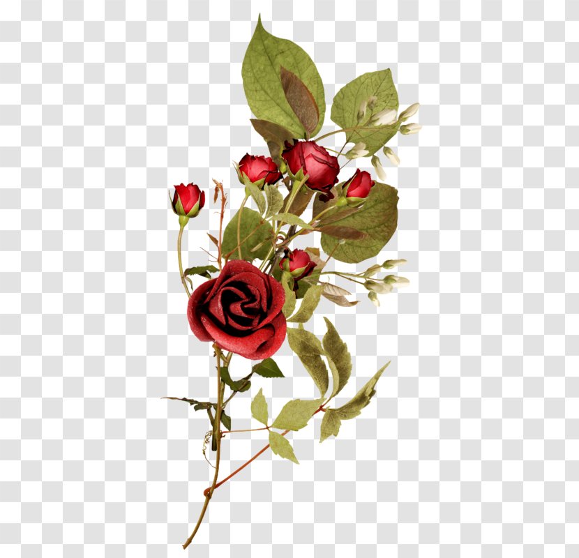 Flower Garden Roses Clip Art - Arranging - Rose Decorative Patterns Of Plants Transparent PNG