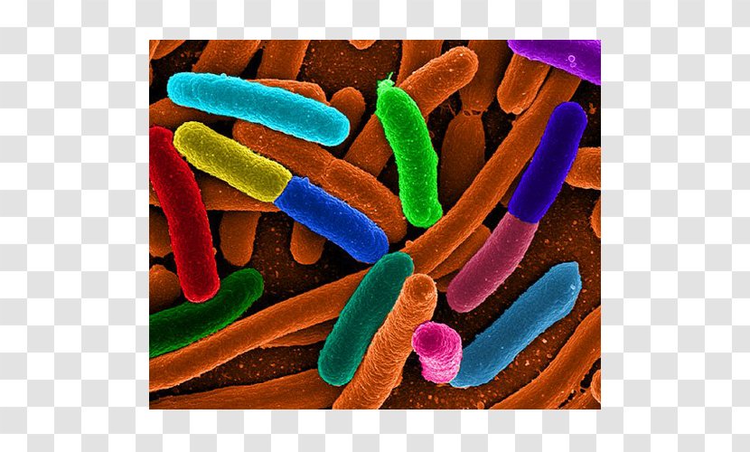 2011 Germany E. Coli O104:H4 Outbreak Bacteria Escherichia Infections Shigatoxigenic And Verotoxigenic - Material Transparent PNG