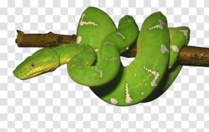 Snake Reptile - Ico - Green Photos Transparent PNG