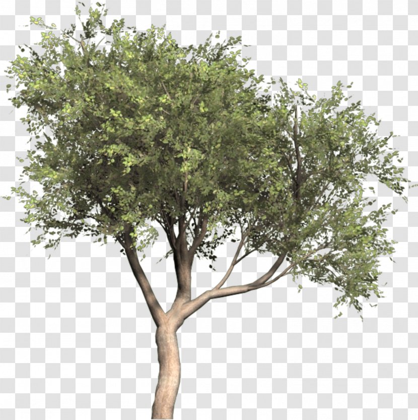 Olive Tree Image Olea Oleaster - Branch Transparent PNG