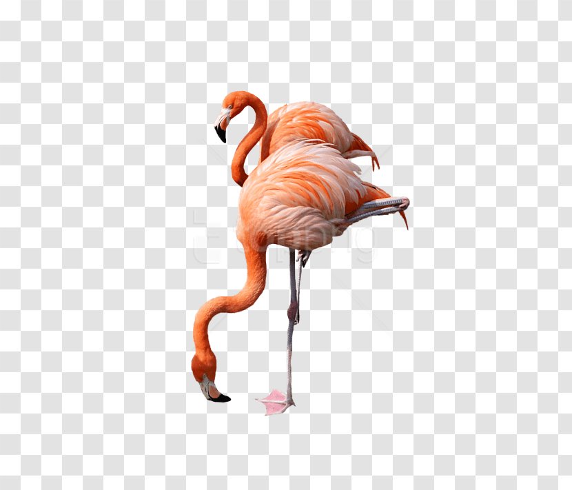 Flamingo Cartoon - Wildlife Beak Transparent PNG