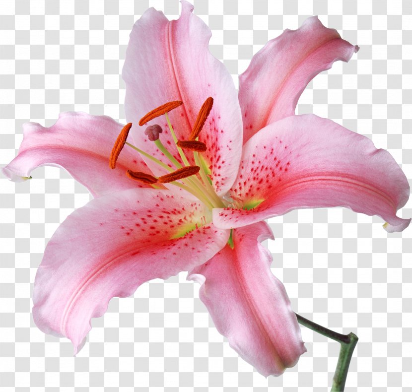 Lilium Candidum Flower Desktop Wallpaper 'Stargazer' Stock Photography - Lily Transparent PNG