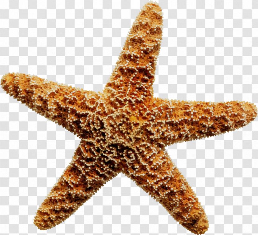 Starfish Drawing Royalty-free Animation Sea Transparent PNG