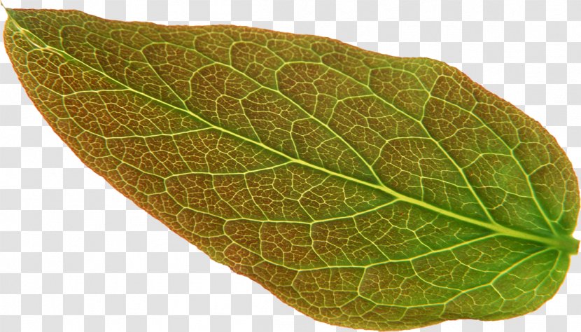 Leaf Malus Spectabilis Art - Visual Arts Transparent PNG