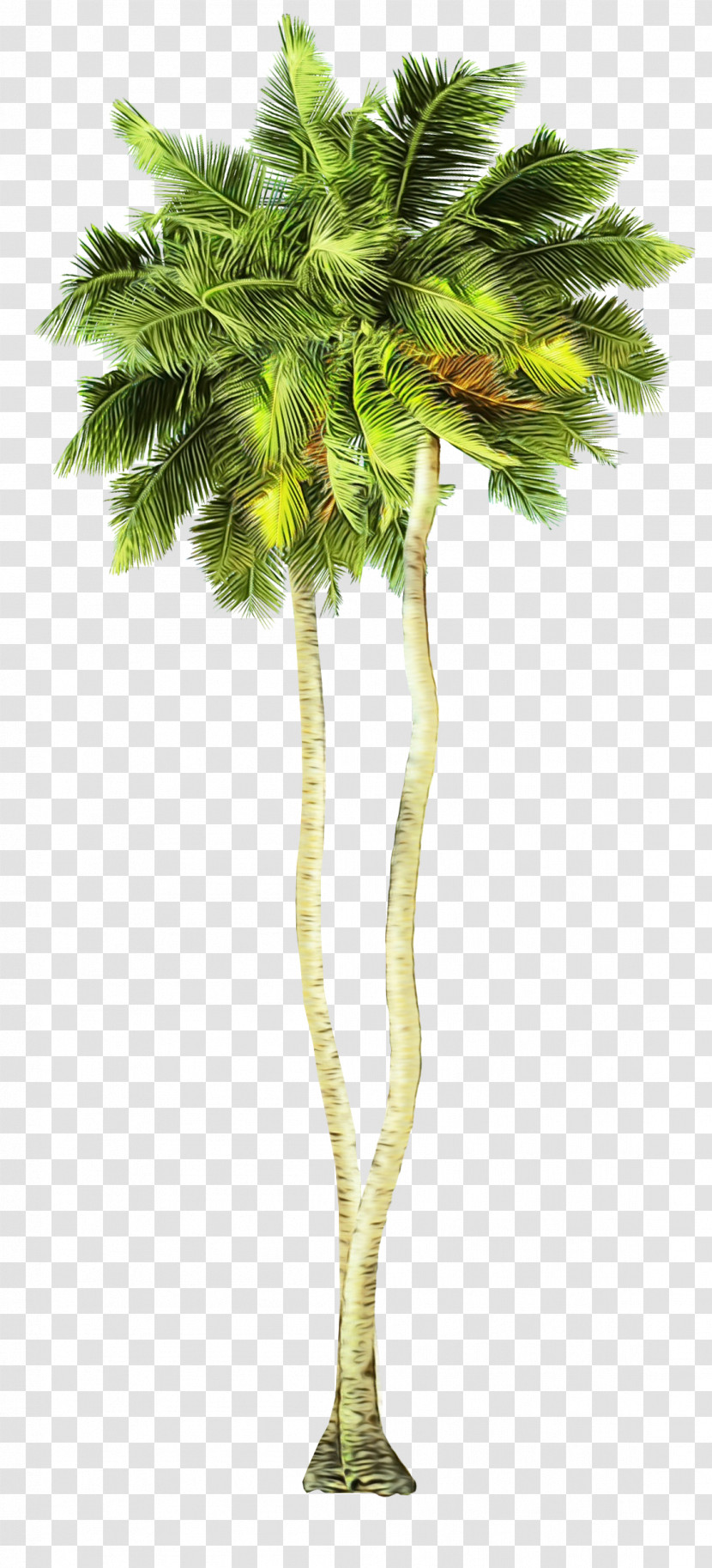 Palm Tree Transparent PNG