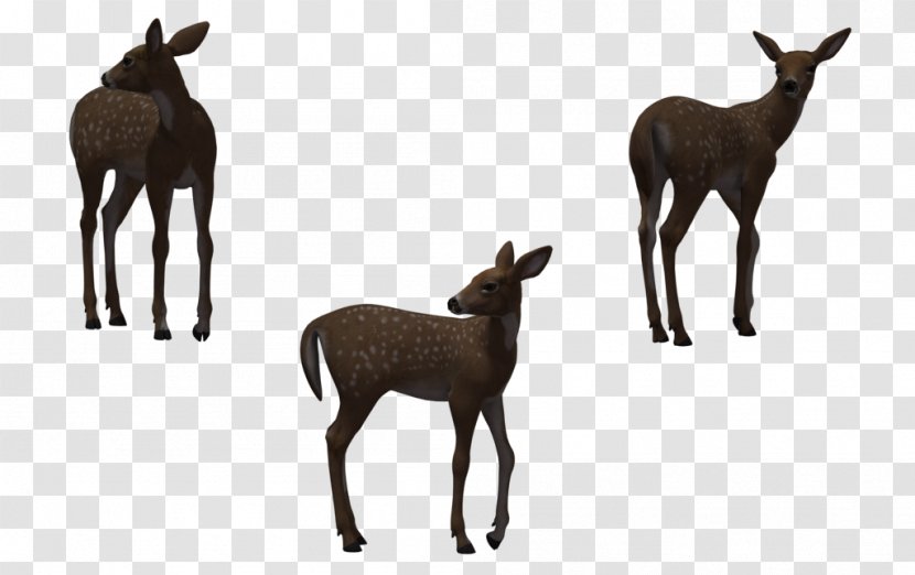 Deer Horse - Antler - Fawn Transparent PNG