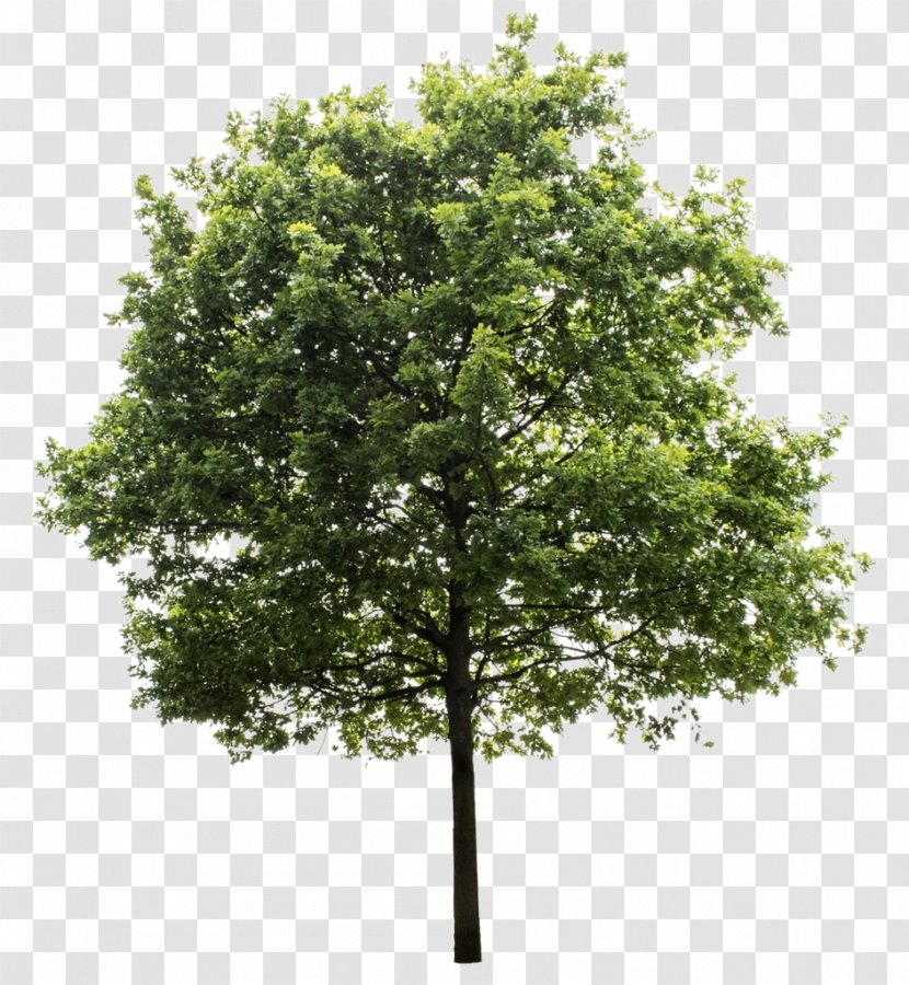 Quercus Suber Tree Clip Art - Branch - Trees Transparent PNG