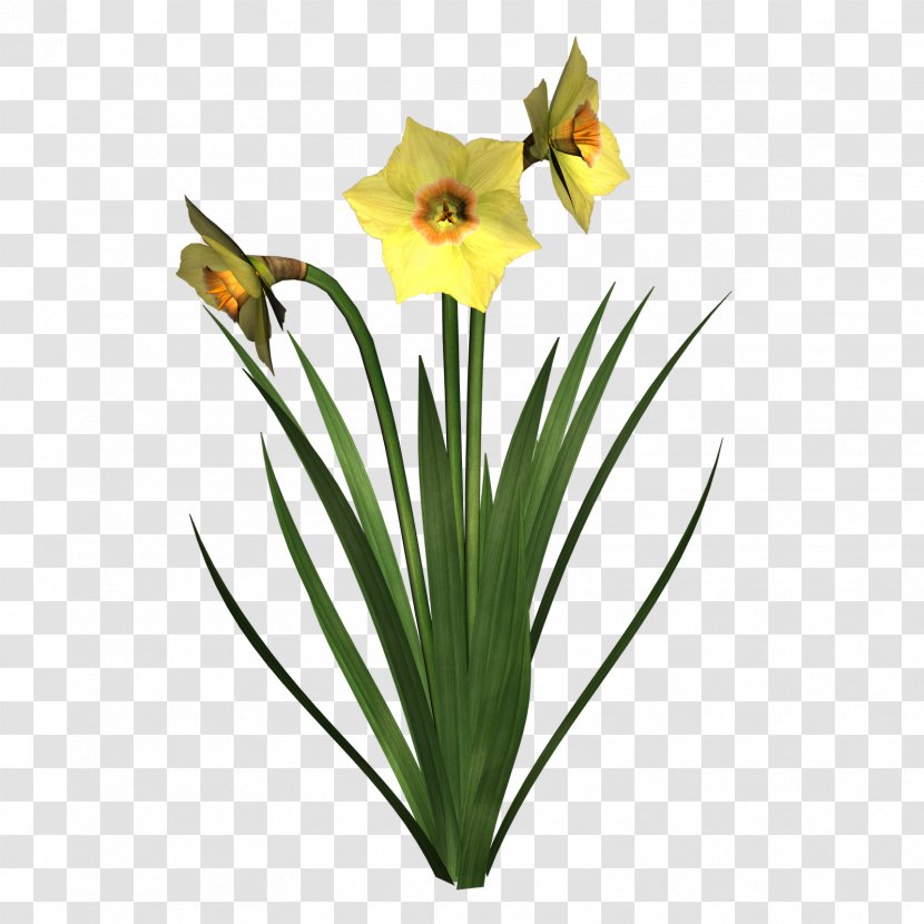 Narcissus Pseudonarcissus Tazetta I Wandered Lonely As A Cloud Clip Art - Daffodil Transparent PNG