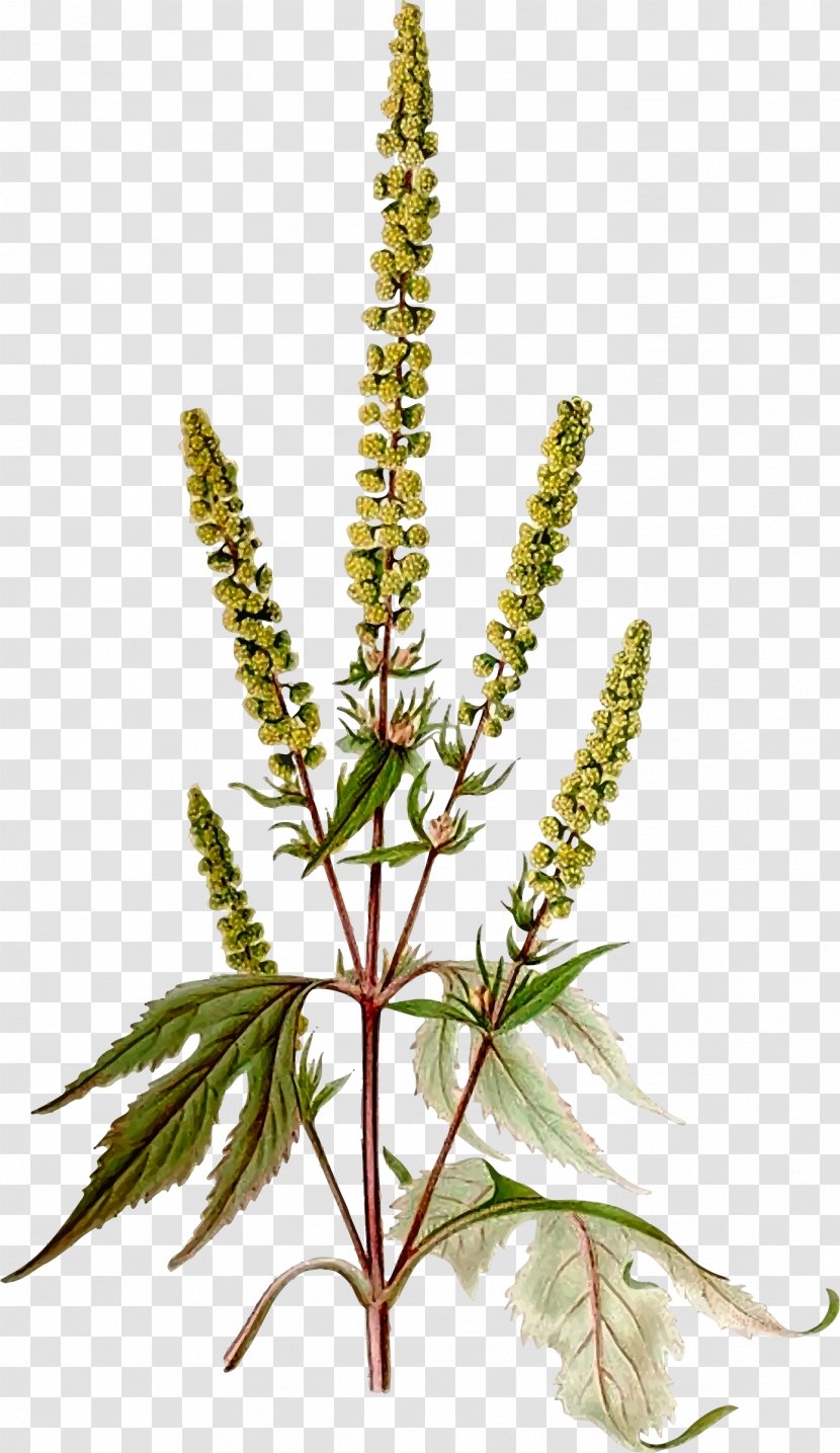 Giant Ragweed Western Annual Plant Flower Transparent PNG