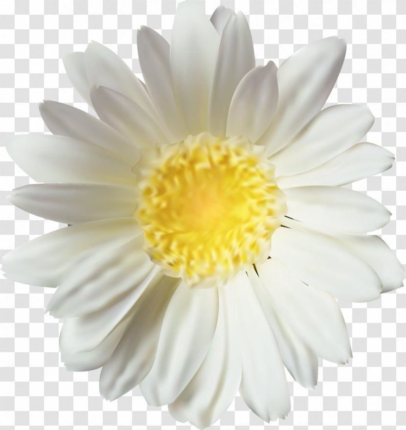 Chrysanthemum Oxeye Daisy - Dahlia - Vector Transparent PNG