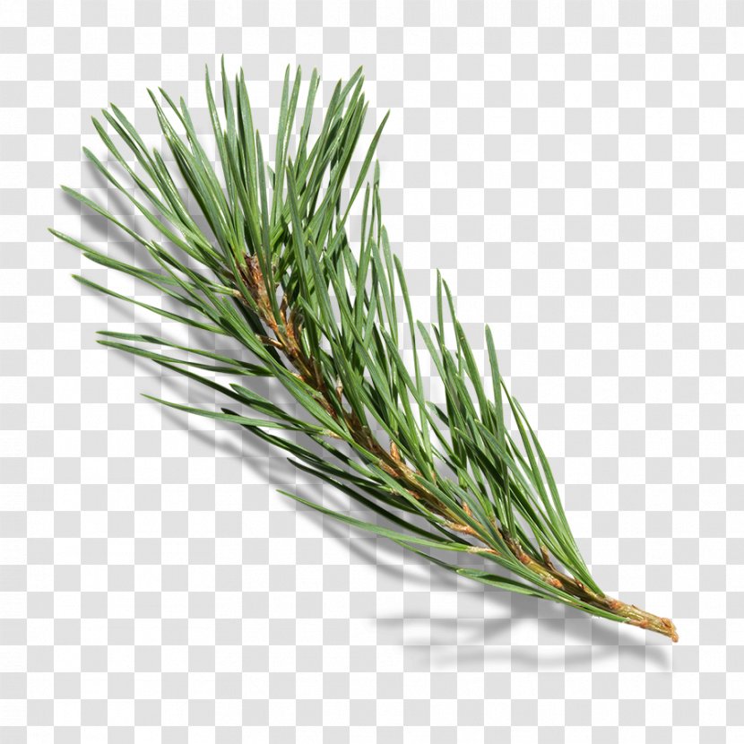 Branch Pine Tree - Branches Transparent PNG