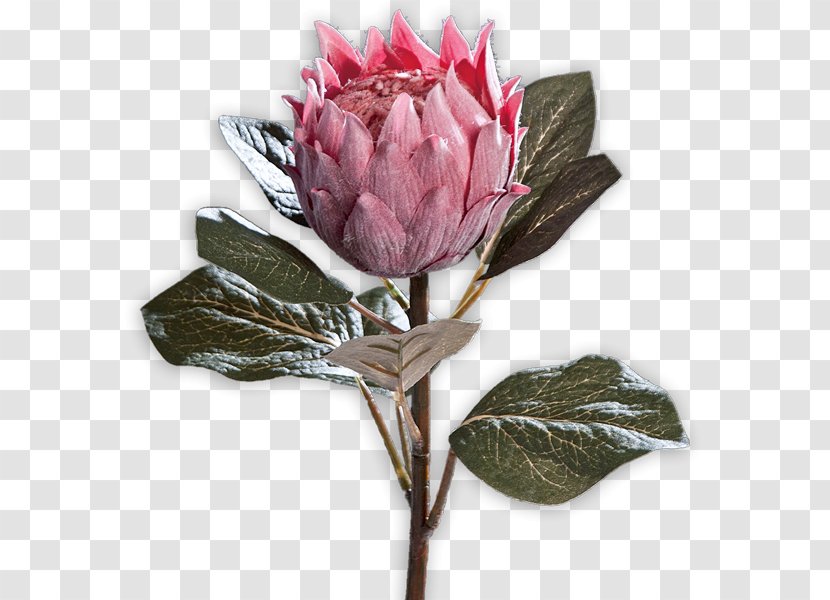 Cabbage Rose Cut Flowers Sugarbushes Petal Bud - Protea Transparent PNG