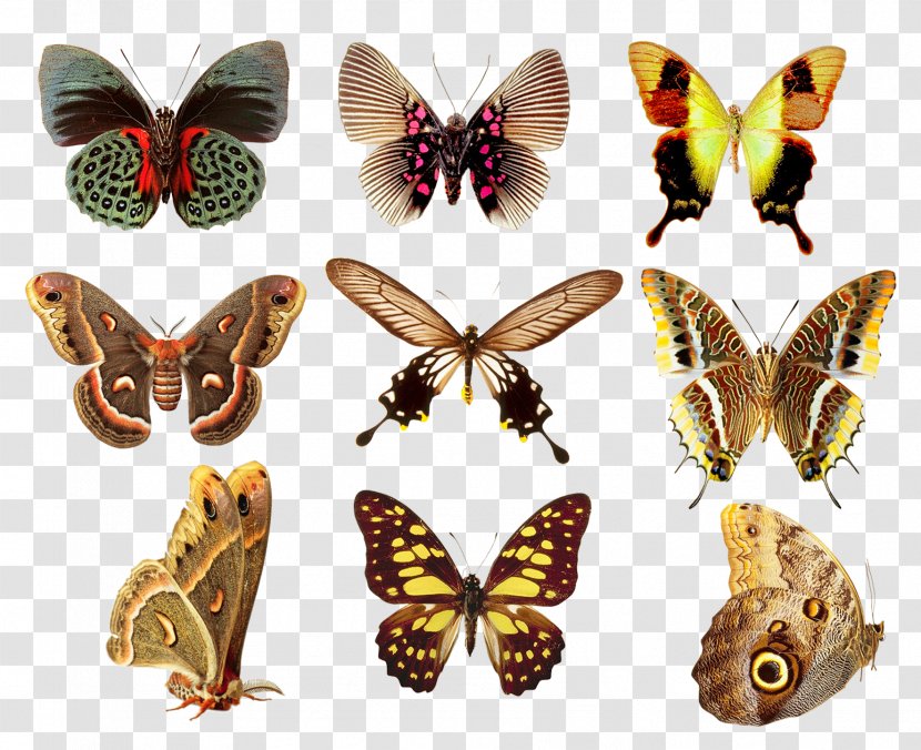 Butterfly Color Art - Monarch - Collection Transparent PNG