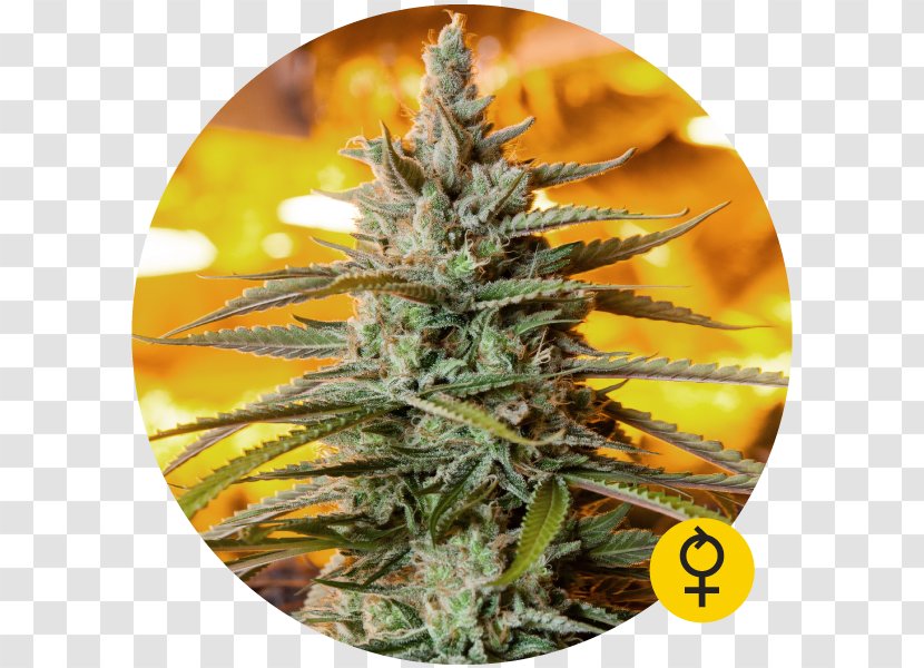 Autoflowering Cannabis Northern Lights Seed Marijuana Ruderalis - Skunk - Light Bulldog Transparent PNG