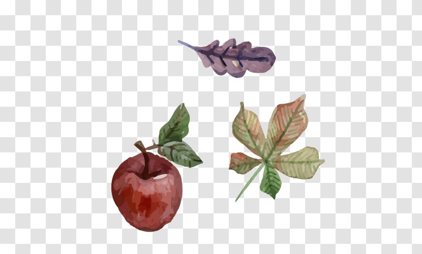 Watercolor Painting Illustration - Fruit - Vector Apples And Leaves Transparent PNG