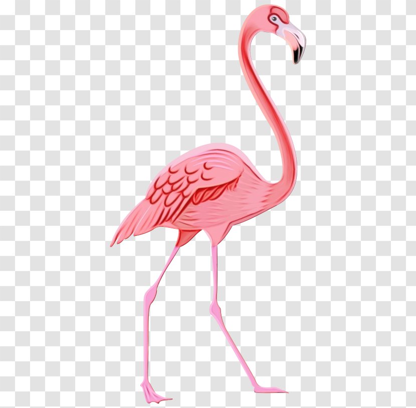 Flamingo - Beak - Ibis Neck Transparent PNG