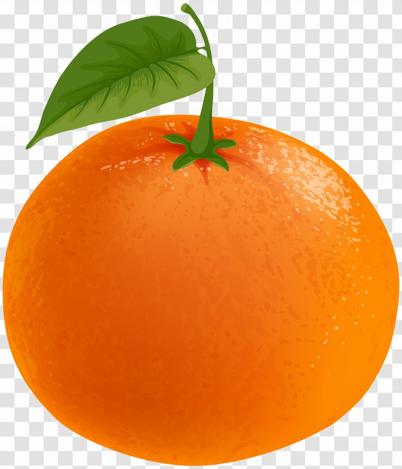 Mandarin Orange Tangerine Tangelo Clementine Grapefruit - Peel Transparent PNG