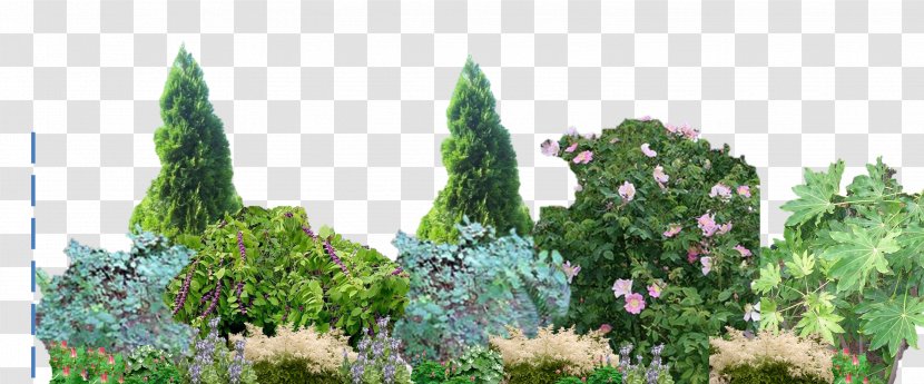 Biome Flora Vegetation Nootka Rose Plantation - Evergreen - Shading Plant Transparent PNG