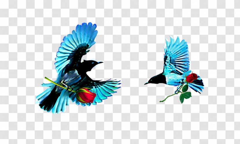 Bird Download Computer File - Poster - Blue Birds Transparent PNG