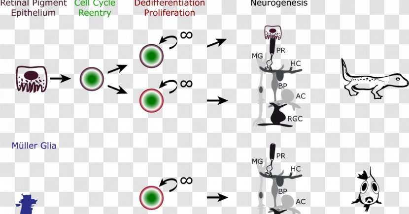 Salamander Retinal Regeneration Ganglion Cell - Frame Transparent PNG