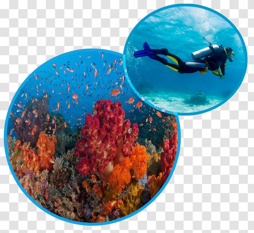 Sanur, Bali Underwater Diving Scuba Ocean Gravity Dive School - Coral Reef Fish - XM Indonesia Transparent PNG