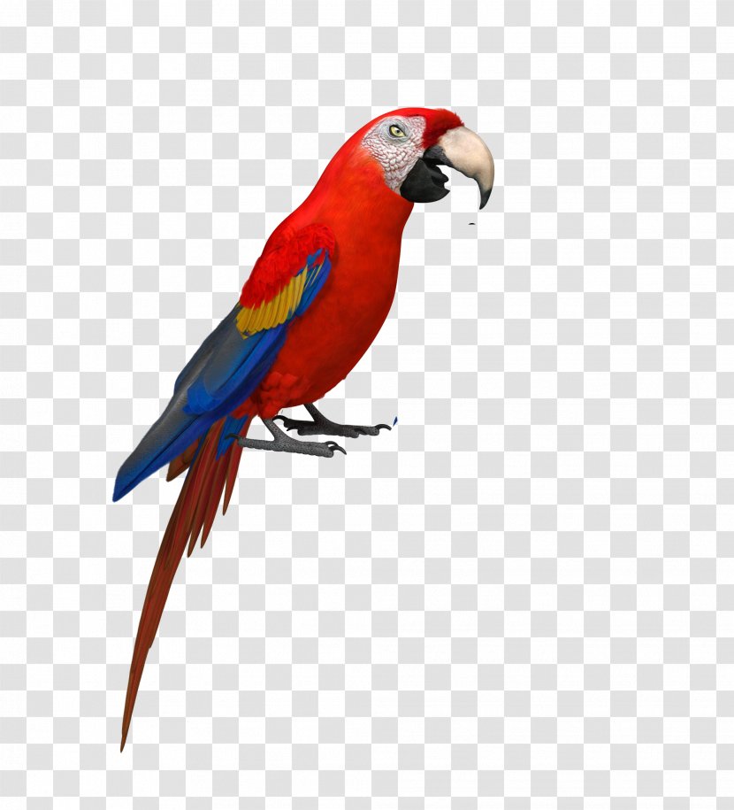 Budgerigar Amazon Parrot Bird Parakeet - Macaw - Eagle Transparent PNG