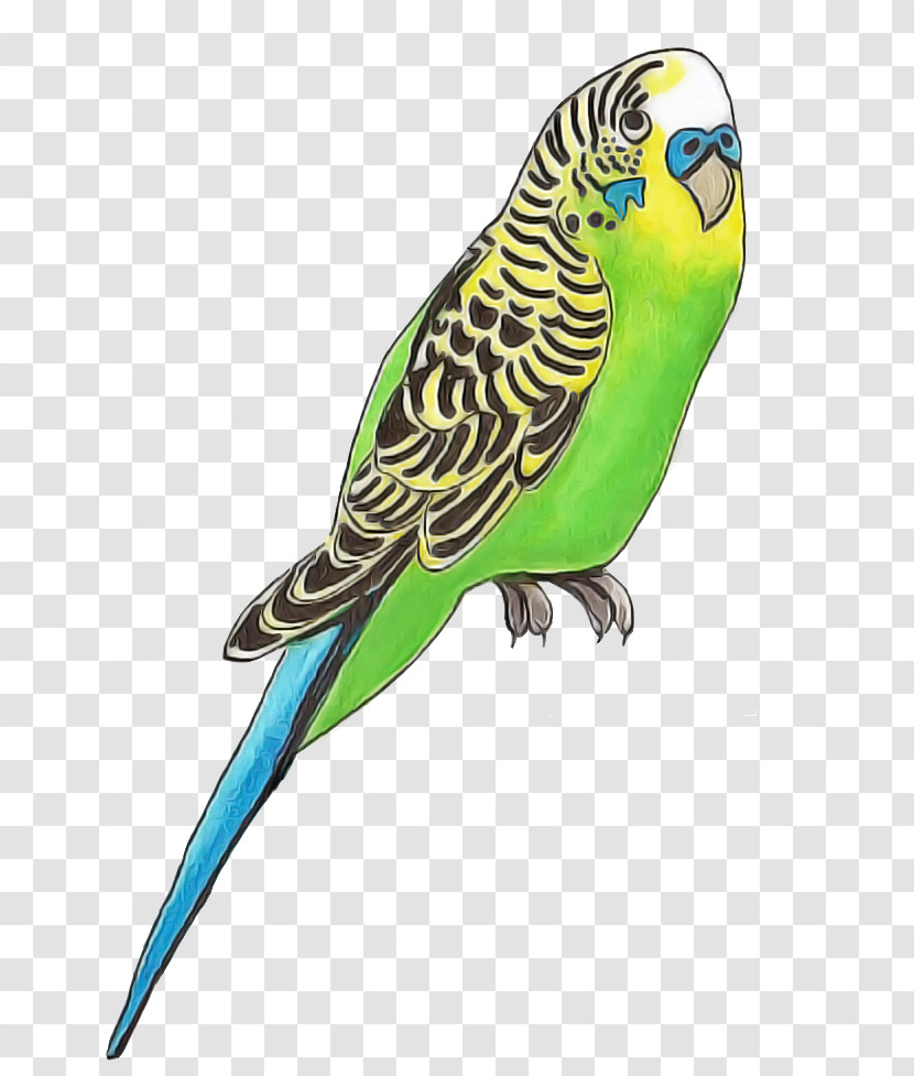 Budgerigar Parakeet Parrots Royalty-free Vector Transparent PNG