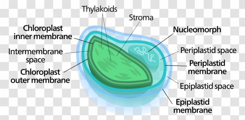 Chlorarachniophyte Nucleomorph Green Algae Endosymbiont Chloroplast - Plant Cell Transparent PNG