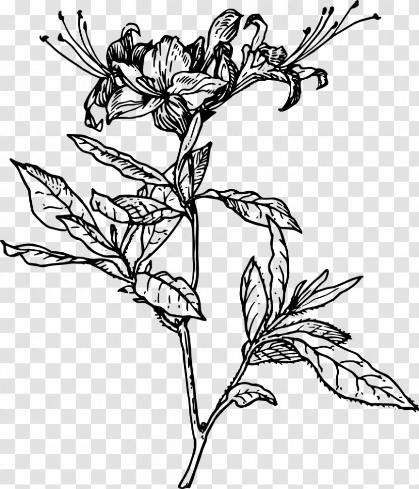 Azalea Drawing Rhododendron Clip Art - Flower Transparent PNG