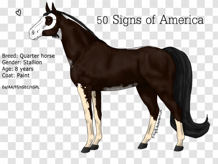 Stallion Pony Mare Foal Mustang - Mammal - Of The Americas Transparent PNG
