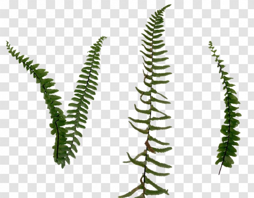 Fern Leaf - Tree Transparent PNG