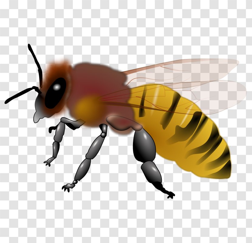 Honey Bee Maya Clip Art - Wing - Honeybee Pictures Transparent PNG