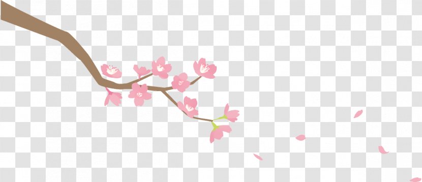 Cherry Blossom - Plant - Petal Twig Transparent PNG