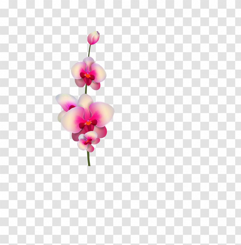 Cut Flowers Magenta Moth Orchids Purple - Flora Transparent PNG