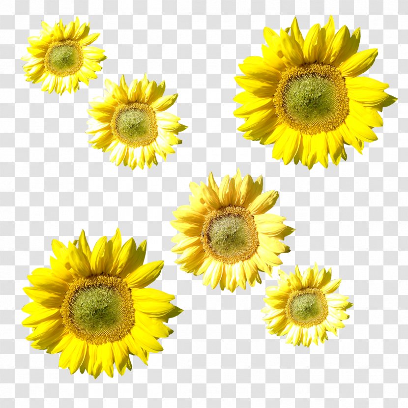 Sunflower M Petal - Flower - Creative Transparent PNG