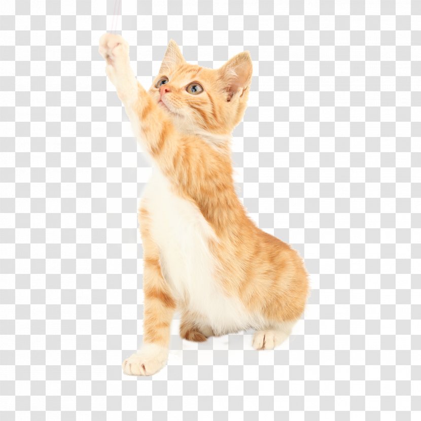 Cat Amazon.com Dog Pet Toy - Kitten - Jumping Transparent PNG