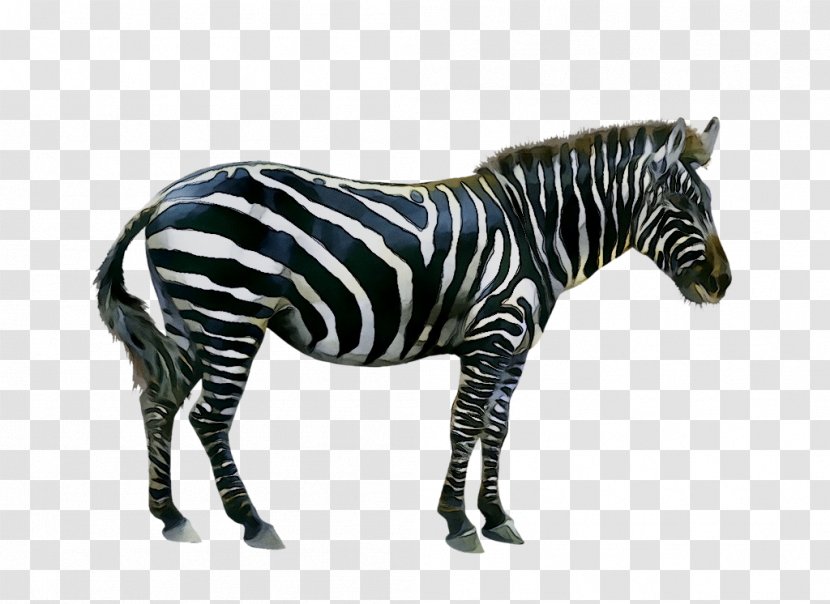 Stock Photography Image Quagga Zebra - Style Sourcebook - Mane Transparent PNG