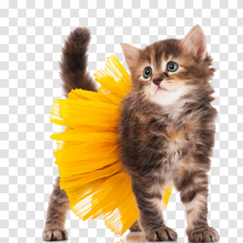 Cat Kitten Dog Halloween Costume - Party - Cute Animal HQ Pictures Transparent PNG