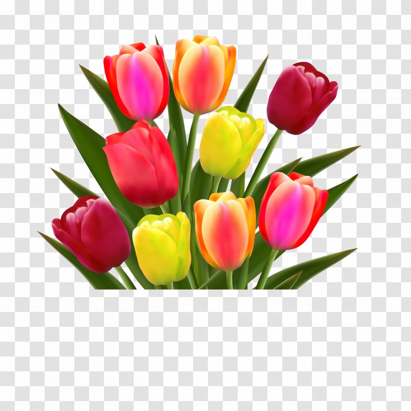 Flower Tulip Stock Photography Illustration - Plant Transparent PNG