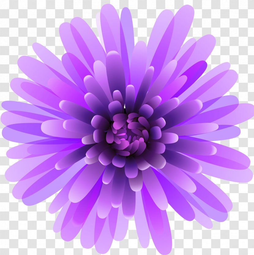 Lavender - Pink - Aster Lilac Transparent PNG
