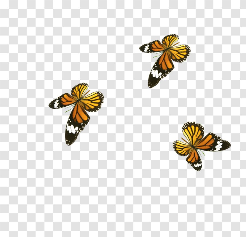 Butterfly Honey Bee Download - Chemical Element Transparent PNG