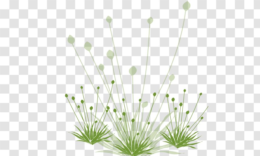 Common Dandelion Green White - Bottom Transparent PNG