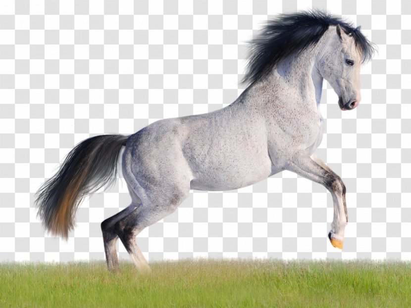 Mustang American Quarter Horse Arabian Andalusian Desktop Wallpaper - White Transparent PNG