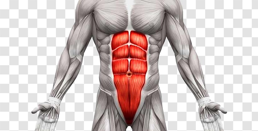 Rectus Abdominis Muscle Transverse Abdominal External Oblique Human Body - Tree - Watercolor Transparent PNG