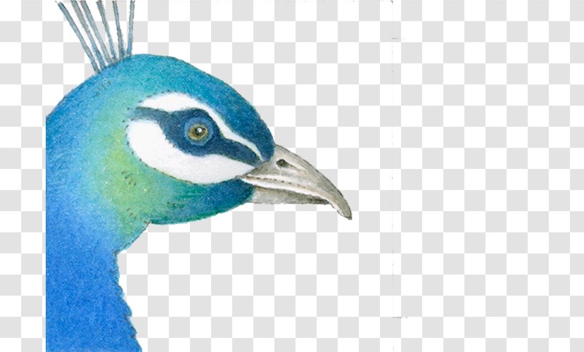Blue Peacock - Drawing - Beak Transparent PNG