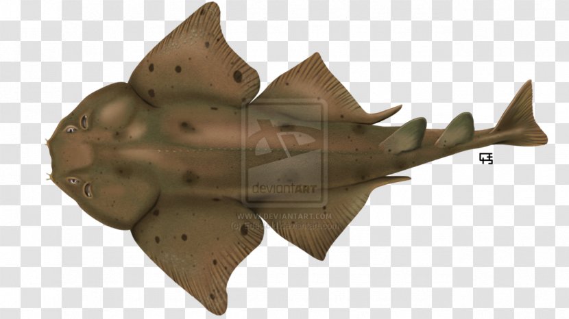 Pacific Angelshark Wobbegong Pennsylvania Leaf - Evolution - Shark Transparent PNG