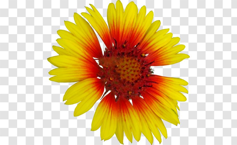Common Sunflower Stock Photography Getty Images - Annual Plant - Aster Cut Flower Transparent PNG