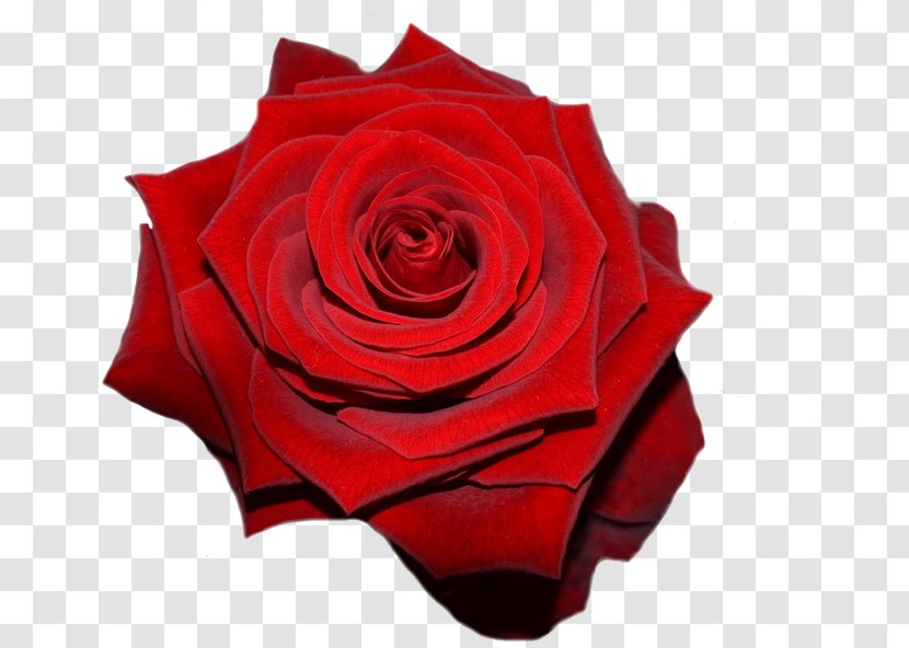 Garden Roses Flower Blume - Floribunda - Rose Transparent PNG