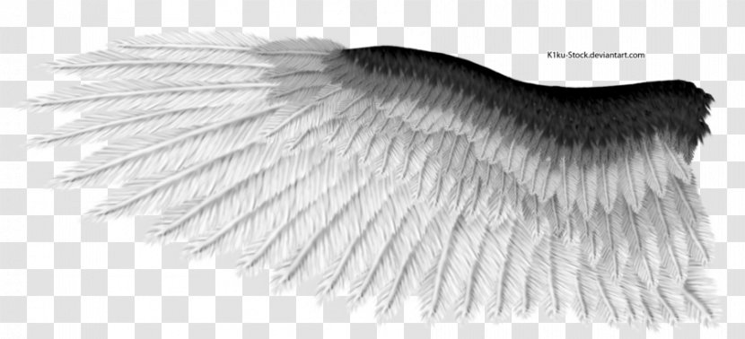 Black And White - Eagle - Wings Transparent PNG