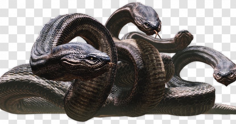 Rattlesnake Dragon's Dogma: Dark Arisen Echidna - Snake Transparent PNG